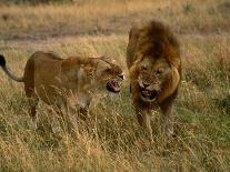 Lion and Lioness Growling at Each Other, Masai Mara National Reserve, Rift Valley, Kenya-Mitch Reardon-Photographic Print