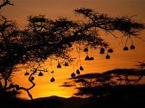 Nests of Spectacled Weaver Hanging from Acacia Trees, Buffalo Springs National Reserve, Kenya-Mitch Reardon-Mounted Photographic Print