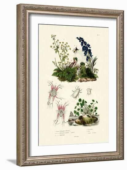 Mites, 1833-39-null-Framed Giclee Print