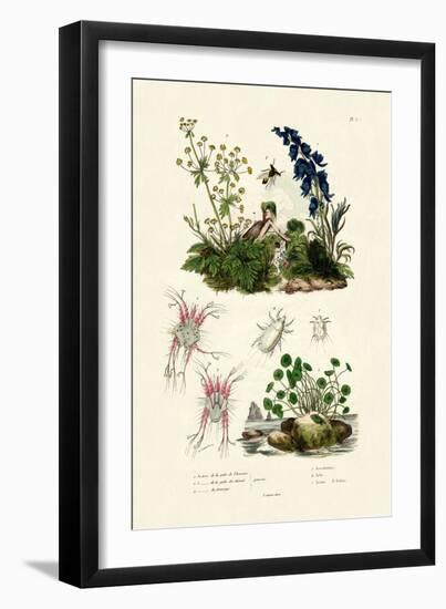 Mites, 1833-39-null-Framed Giclee Print