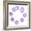 Mitosis, Artwork-SCIEPRO-Framed Premium Photographic Print