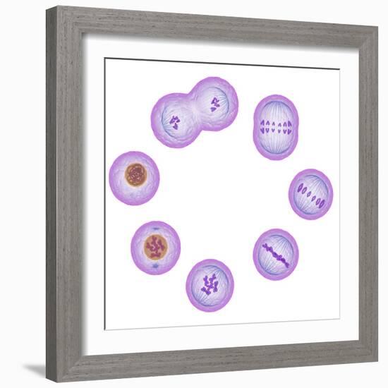 Mitosis, Artwork-SCIEPRO-Framed Premium Photographic Print