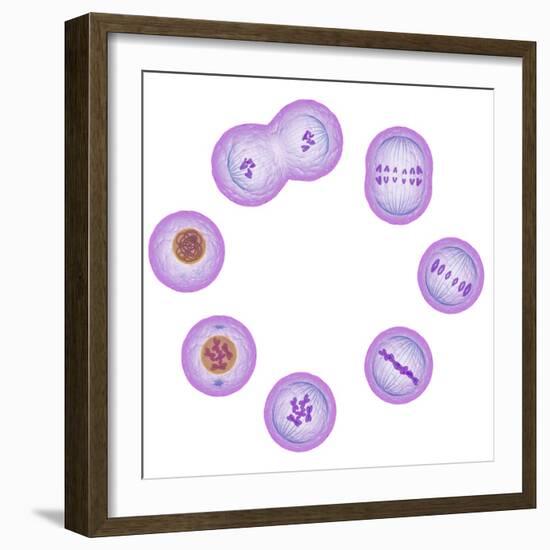 Mitosis, Artwork-SCIEPRO-Framed Premium Photographic Print