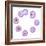 Mitosis, Artwork-SCIEPRO-Framed Premium Photographic Print