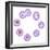 Mitosis, Artwork-SCIEPRO-Framed Premium Photographic Print