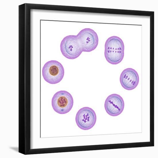 Mitosis, Artwork-SCIEPRO-Framed Premium Photographic Print