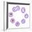 Mitosis, Artwork-SCIEPRO-Framed Premium Photographic Print