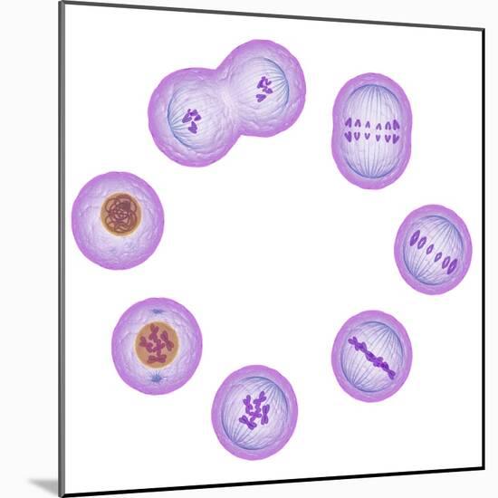 Mitosis, Artwork-SCIEPRO-Mounted Premium Photographic Print