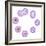 Mitosis, Artwork-SCIEPRO-Framed Premium Photographic Print