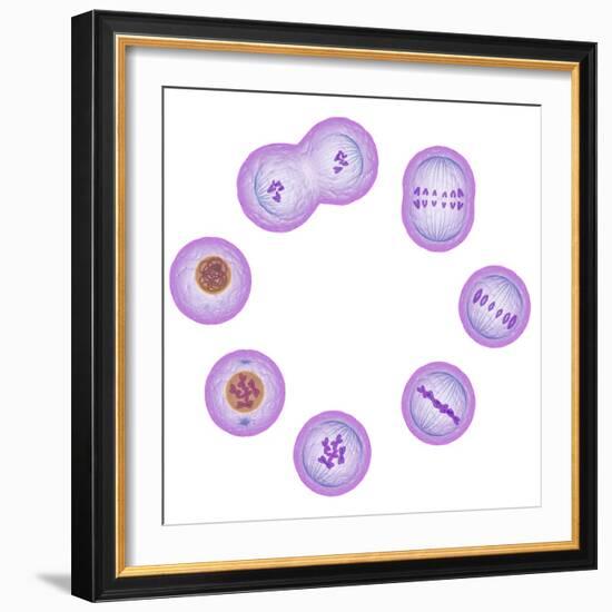 Mitosis, Artwork-SCIEPRO-Framed Premium Photographic Print