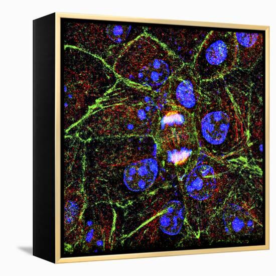 Mitosis, Fluorescence Micrograph-Science Photo Library-Framed Premier Image Canvas