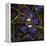 Mitosis, Fluorescence Micrograph-Science Photo Library-Framed Premier Image Canvas