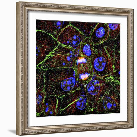 Mitosis, Fluorescence Micrograph-Science Photo Library-Framed Premium Photographic Print