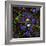 Mitosis, Fluorescence Micrograph-Science Photo Library-Framed Premium Photographic Print