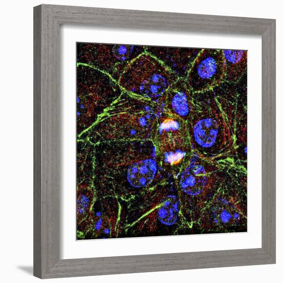 Mitosis, Fluorescence Micrograph-Science Photo Library-Framed Premium Photographic Print