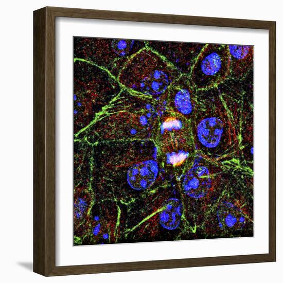 Mitosis, Fluorescence Micrograph-Science Photo Library-Framed Premium Photographic Print