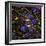 Mitosis, Fluorescence Micrograph-Science Photo Library-Framed Premium Photographic Print