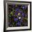 Mitosis, Fluorescence Micrograph-Science Photo Library-Framed Premium Photographic Print