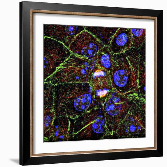 Mitosis, Fluorescence Micrograph-Science Photo Library-Framed Premium Photographic Print