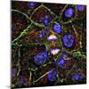 Mitosis, Fluorescence Micrograph-Science Photo Library-Mounted Premium Photographic Print