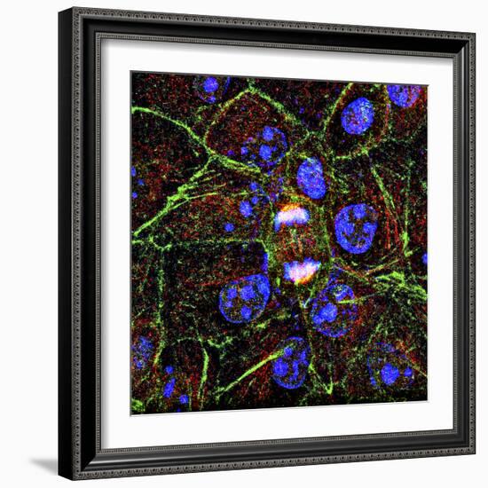 Mitosis, Fluorescence Micrograph-Science Photo Library-Framed Premium Photographic Print