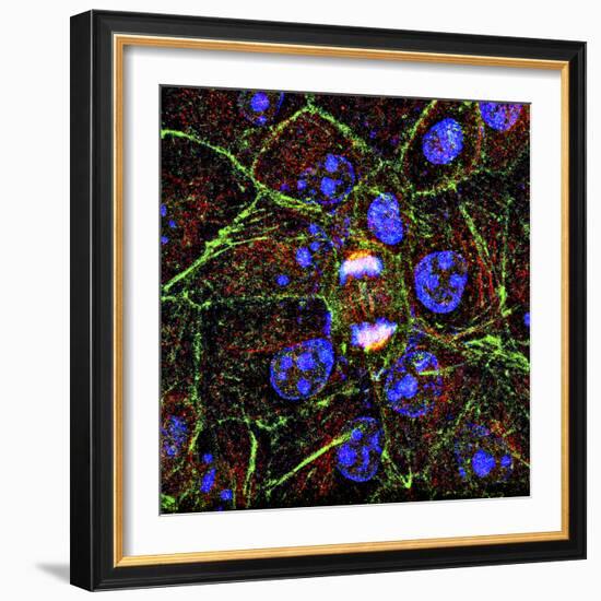 Mitosis, Fluorescence Micrograph-Science Photo Library-Framed Premium Photographic Print