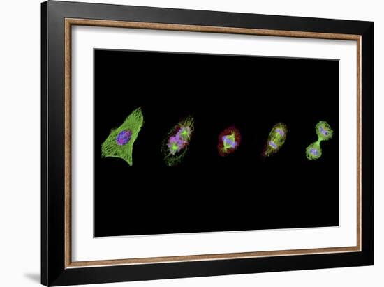Mitosis, Light Micrograph-Thomas Deerinck-Framed Photographic Print