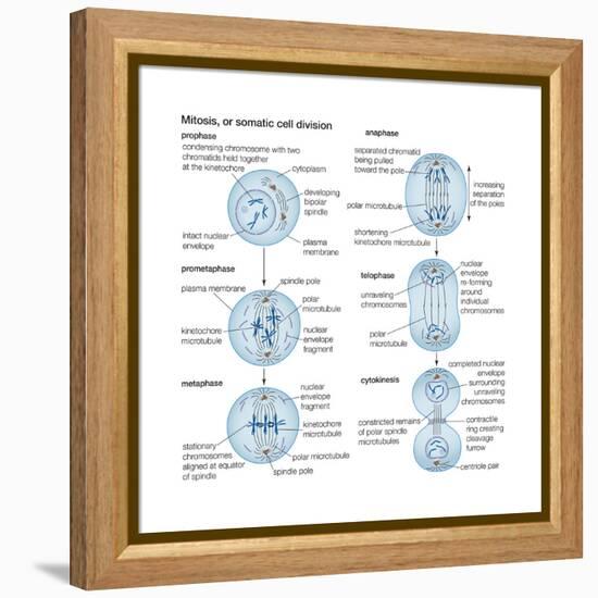 Mitosis, Somatic Cell Division, Biology-Encyclopaedia Britannica-Framed Stretched Canvas