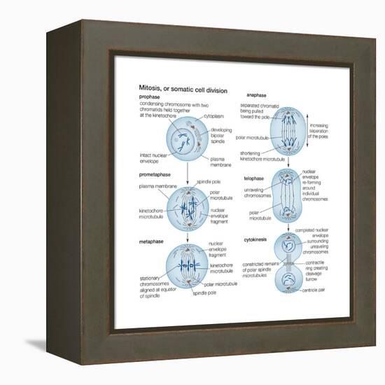 Mitosis, Somatic Cell Division, Biology-Encyclopaedia Britannica-Framed Stretched Canvas