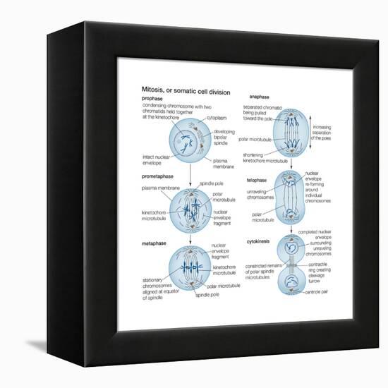 Mitosis, Somatic Cell Division, Biology-Encyclopaedia Britannica-Framed Stretched Canvas