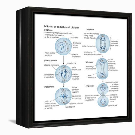 Mitosis, Somatic Cell Division, Biology-Encyclopaedia Britannica-Framed Stretched Canvas