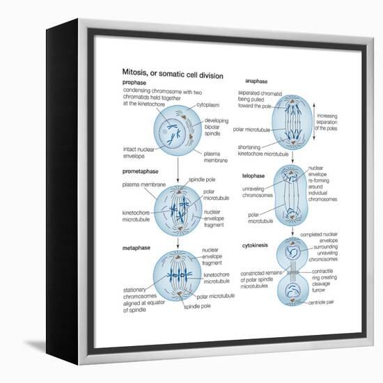 Mitosis, Somatic Cell Division, Biology-Encyclopaedia Britannica-Framed Stretched Canvas