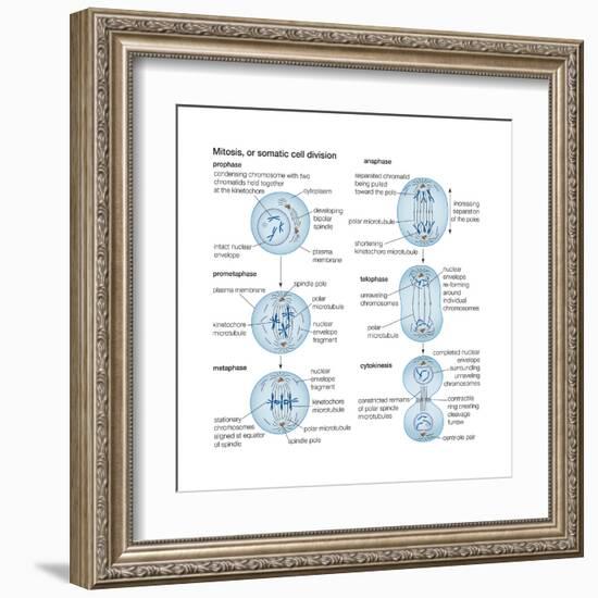 Mitosis, Somatic Cell Division, Biology-Encyclopaedia Britannica-Framed Art Print