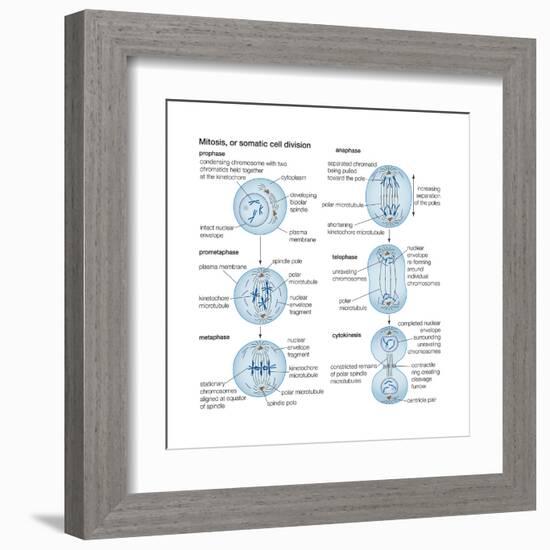 Mitosis, Somatic Cell Division, Biology-Encyclopaedia Britannica-Framed Art Print