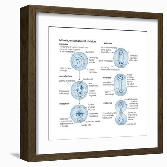 Mitosis, Somatic Cell Division, Biology-Encyclopaedia Britannica-Framed Art Print