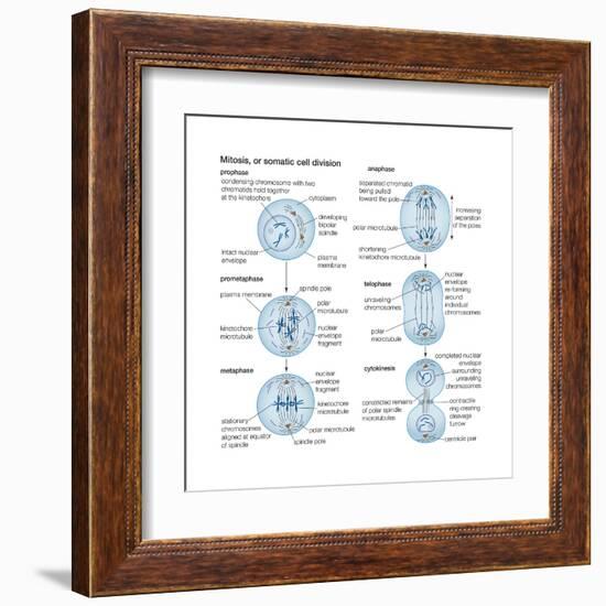 Mitosis, Somatic Cell Division, Biology-Encyclopaedia Britannica-Framed Art Print