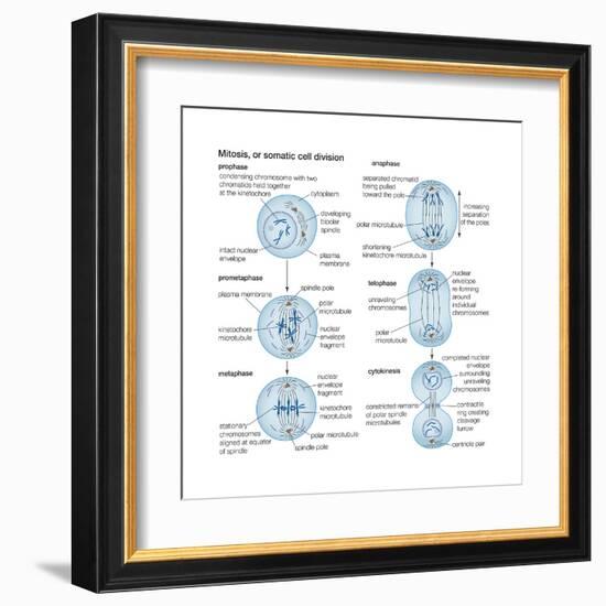 Mitosis, Somatic Cell Division, Biology-Encyclopaedia Britannica-Framed Art Print