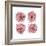 Mitosis Two-Jan Weiss-Framed Art Print