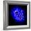 Mitosis-Dr. Paul Andrews-Framed Premium Photographic Print