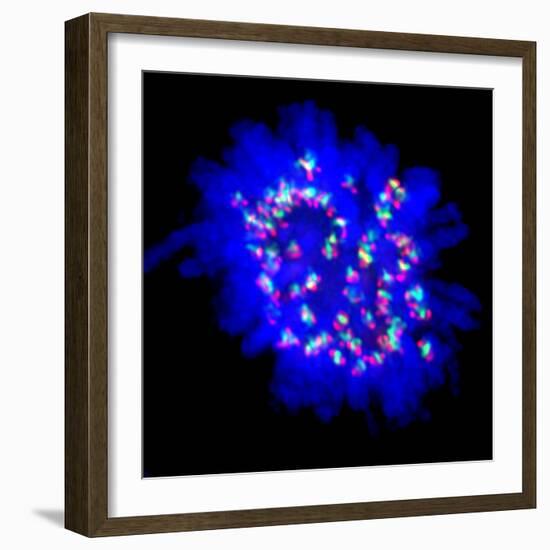 Mitosis-Dr. Paul Andrews-Framed Premium Photographic Print