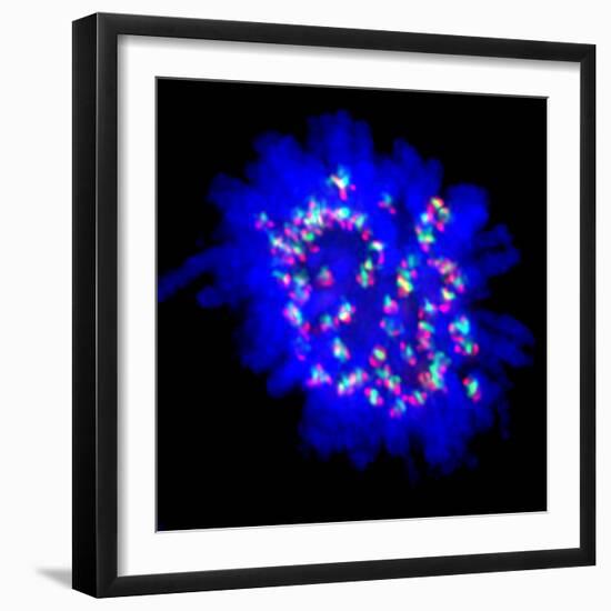 Mitosis-Dr. Paul Andrews-Framed Premium Photographic Print