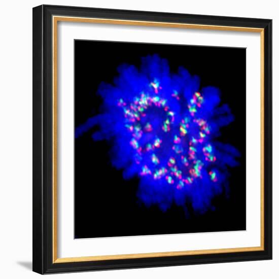 Mitosis-Dr. Paul Andrews-Framed Premium Photographic Print