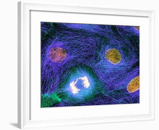 Mitosis-Dr. Torsten Wittmann-Framed Photographic Print