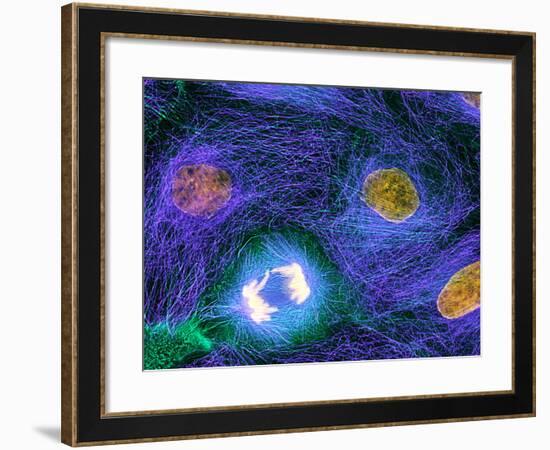 Mitosis-Dr. Torsten Wittmann-Framed Photographic Print