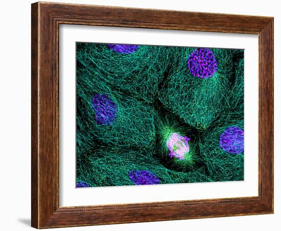 Mitosis-Dr. Torsten Wittmann-Framed Photographic Print