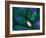 Mitosis-Dr. Torsten Wittmann-Framed Photographic Print