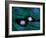 Mitosis-Dr. Torsten Wittmann-Framed Photographic Print