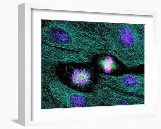 Mitosis-Dr. Torsten Wittmann-Framed Photographic Print