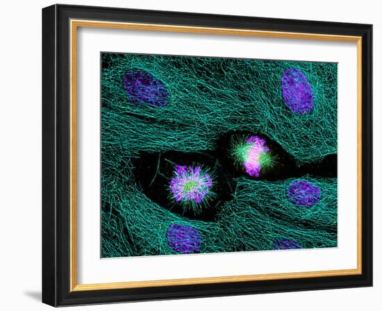 Mitosis-Dr. Torsten Wittmann-Framed Photographic Print