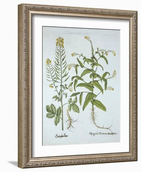 Mitre Cress and White Mustard, from 'Hortus Eystettensis', by Basil Besler (1561-1629), Pub. 1613 (-German School-Framed Giclee Print